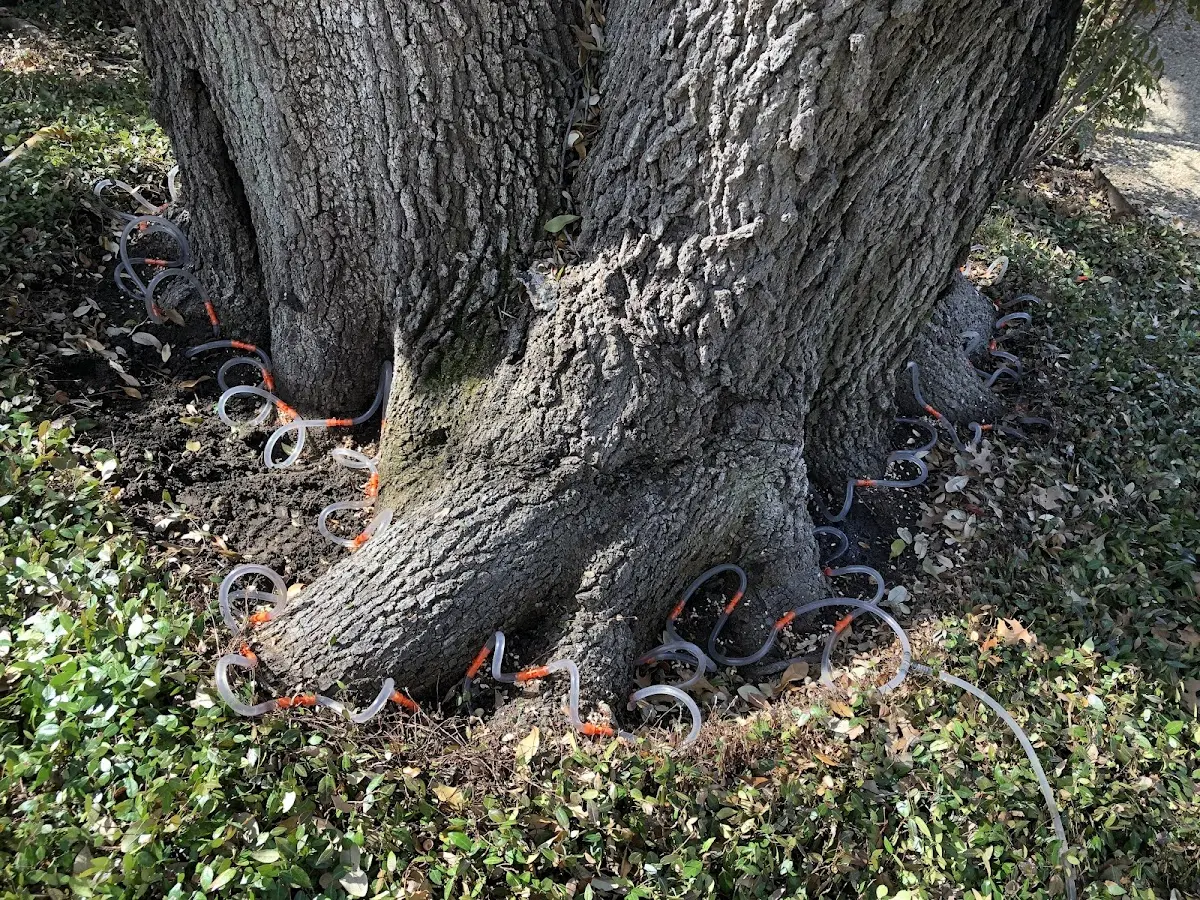 Detailed Tree Cabling and Bracing job site in Allenport