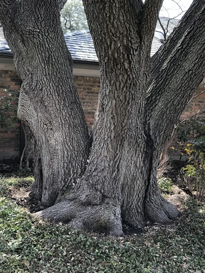 Mature heritage tree close to a Allenport property cared for by certified arborists